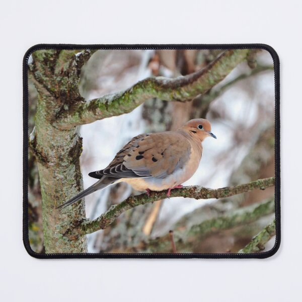 Item preview, Mourning Dove Perched In a Tree Staring At The Camera In The Winter designed and sold by BackyardBirder.