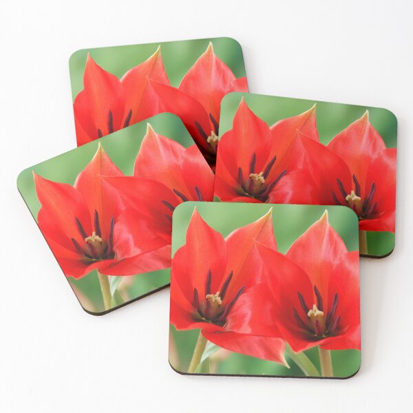 Item preview, Tulipa linifolia  Flax-leaved tulip  Miscellaneous tulip	 designed and sold by Chris Burrows.