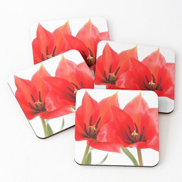 Item preview, Tulipa linifolia  Flax-leaved tulip  Miscellaneous tulip designed and sold by Chris Burrows.