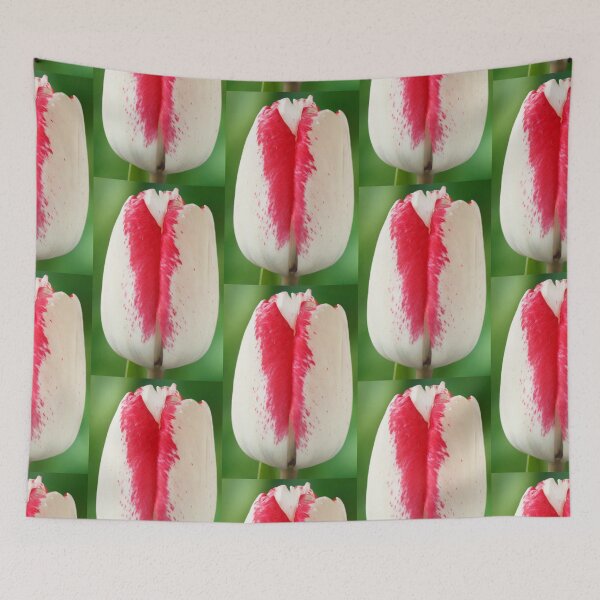 Item preview, Tulipa  'Denise'  Tulip  Triumph Group   designed and sold by Chris Burrows.