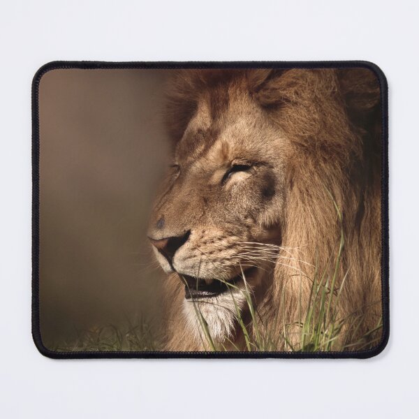 Item preview, Lion enjoys the sunshine designed and sold by MvMeer.