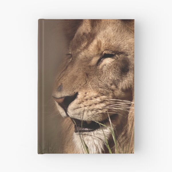 Item preview, Lion enjoys the sunshine designed and sold by MvMeer.