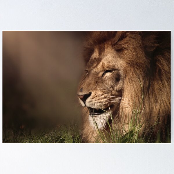 Item preview, Lion enjoys the sunshine designed and sold by MvMeer.