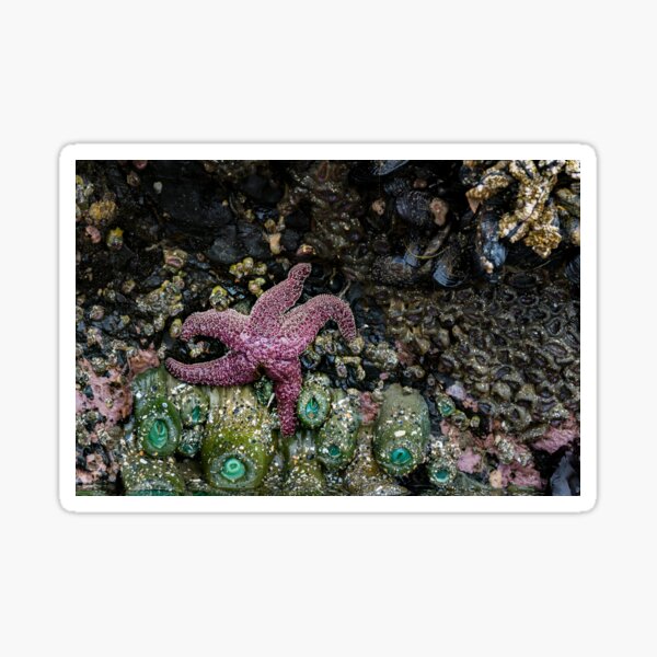 Sea Star Sticker
