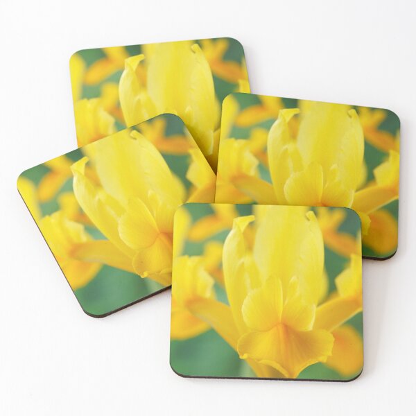 Item preview, Iris  'Royal Yellow'  Dutch iris   designed and sold by Chris Burrows.