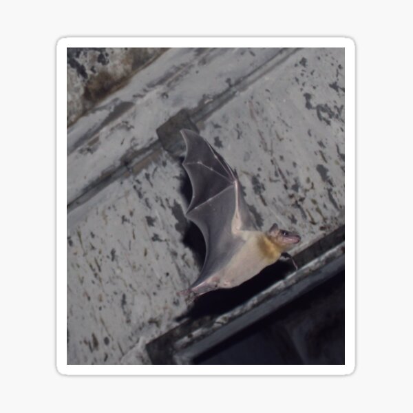 Bat Sticker