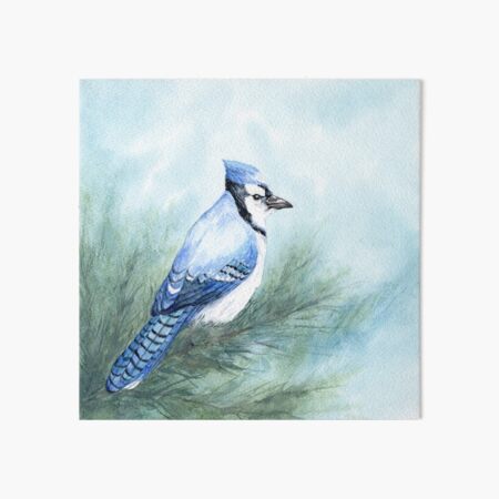 Blue Jay Landing Art Board Print for Sale by Jim Cumming