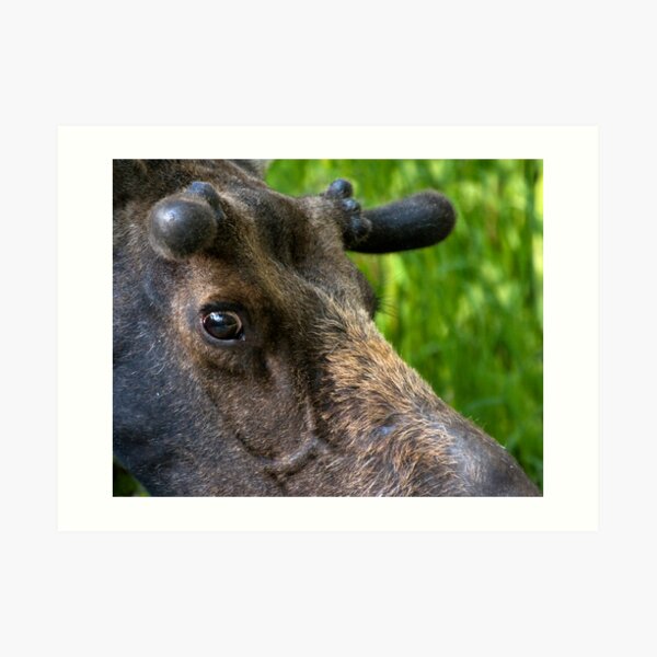 Moose Bull In Velvet Art Print