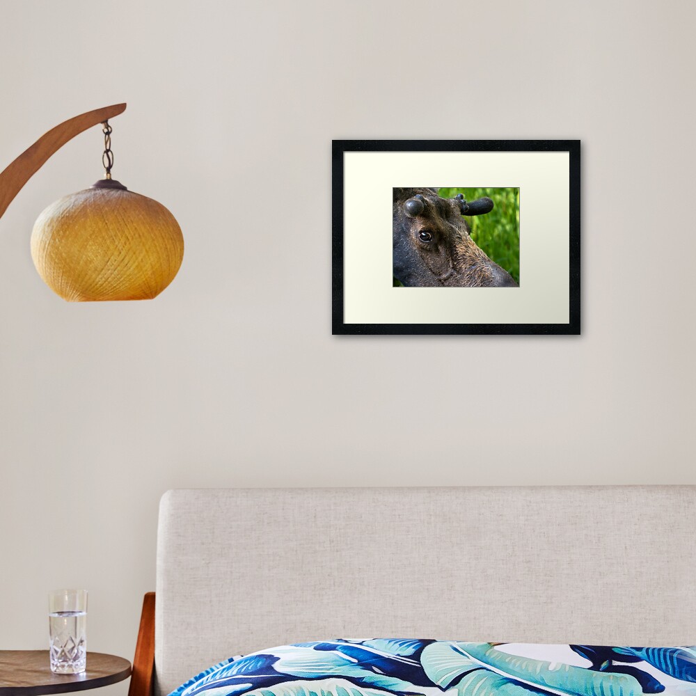 Moose Bull In Velvet Framed Art Print