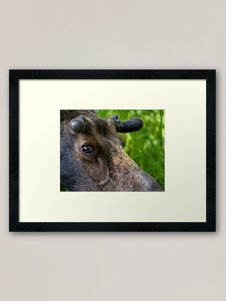 Alternate view of Moose Bull In Velvet Framed Art Print