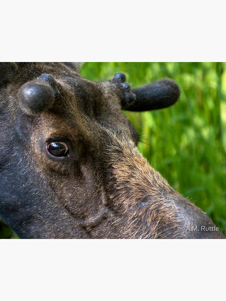 Moose Bull In Velvet by annruttle