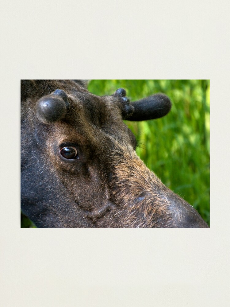 Alternate view of Moose Bull In Velvet Photographic Print