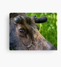 Moose Bull In Velvet Canvas Print