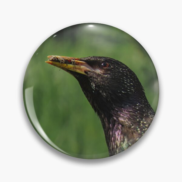 Item preview, Starling hunting ants designed and sold by WildEncounters.