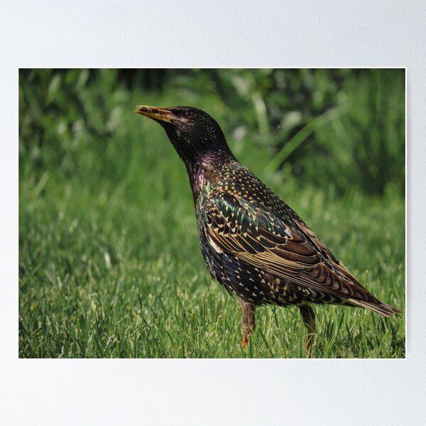 Item preview, Starling hunting ants designed and sold by WildEncounters.