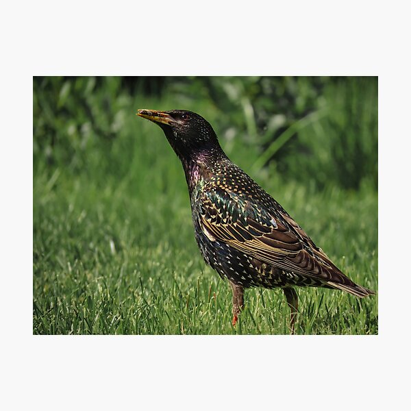 Item preview, Hormigas cazadoras de estorninos designed and sold by WildEncounters.