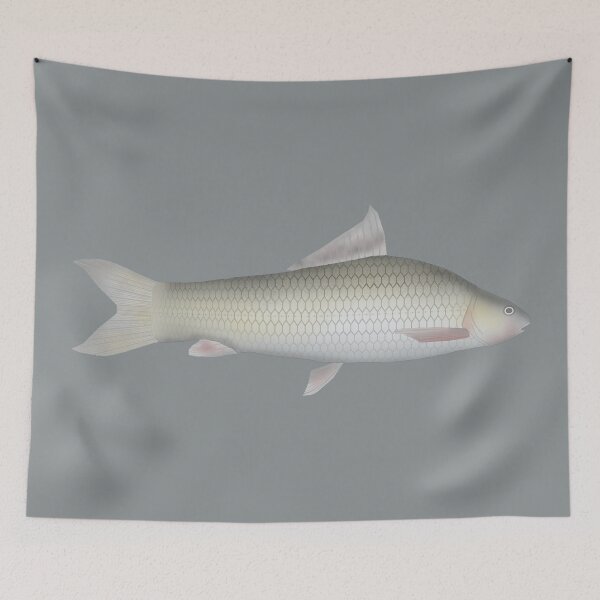 Item preview, Assuan Labeo designed and sold by fishfolkart.
