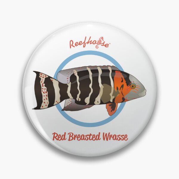 Item preview, Red Breasted Wrasse designed and sold by KaplanCrypto.