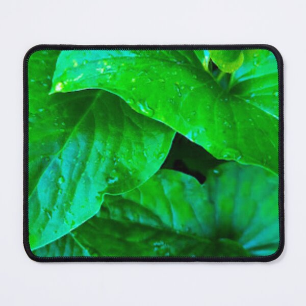 Item preview, The leavs of Typhonium roxburghii ,dwarf voodoo lily designed and sold by Royalsticker.