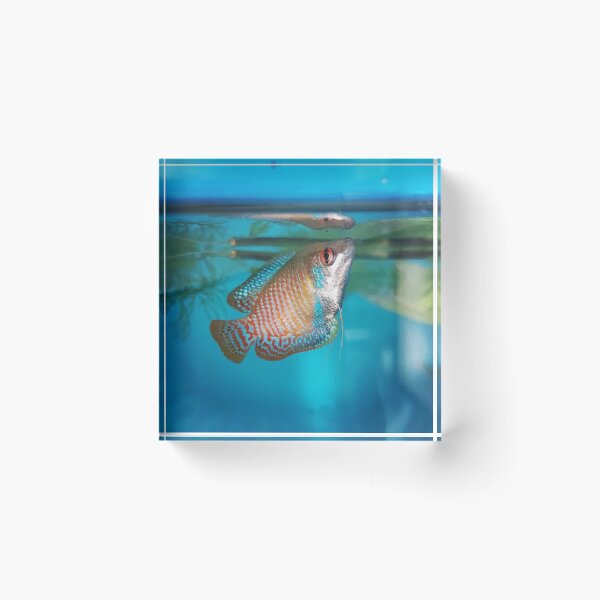 Item preview, Dwarf Gourami designed and sold by Tavo04rodriguez.
