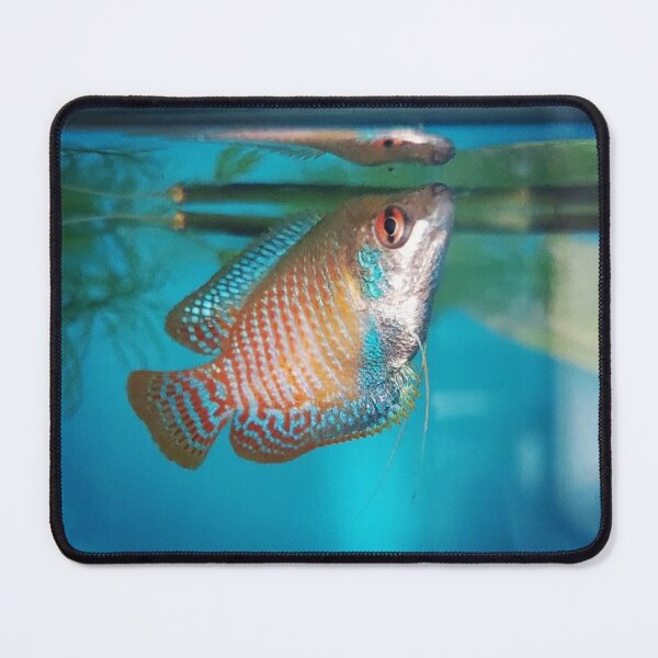 Item preview, Dwarf Gourami designed and sold by Tavo04rodriguez.
