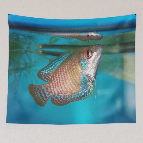 Item preview, Dwarf Gourami designed and sold by Tavo04rodriguez.