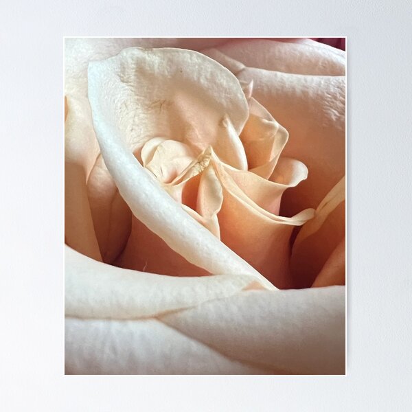 Item preview, Peach Rose designed and sold by Abeink1030.
