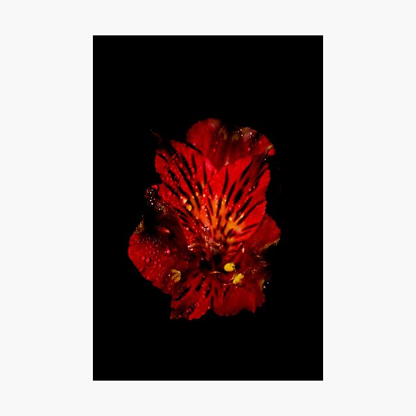 Item preview, Red flower with water droplets designed and sold by FallenTrickster.
