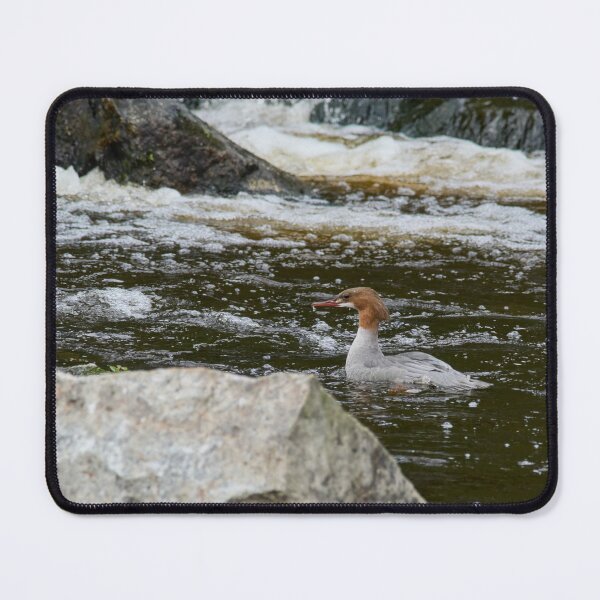 Item preview, Wet nose company. Common merganser designed and sold by Jouko Lehto Photography.