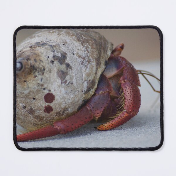 Item preview, Hermit Crab designed and sold by TaguArtsy.