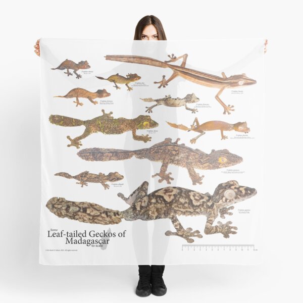 Some Leaf-Tailed Geckos of Madagascar to Scale, Version 1.1 