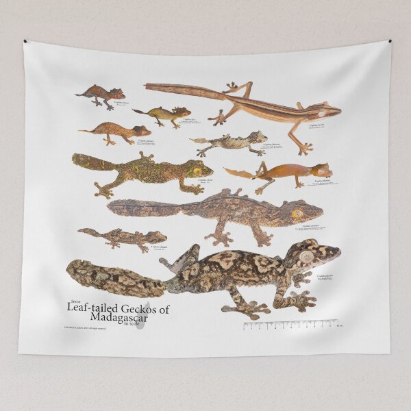Item preview, Some Leaf-Tailed Geckos of Madagascar to Scale, Version 1.1 designed and sold by Mark D. Scherz.