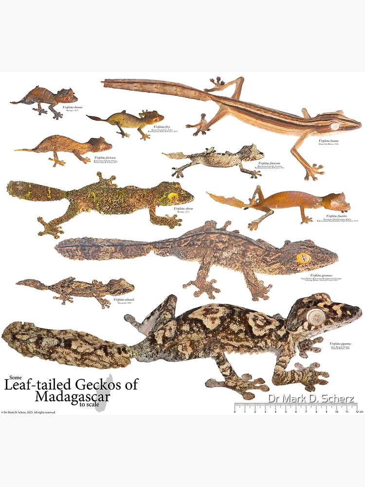 Some Leaf-Tailed Geckos of Madagascar to Scale, Version 1.1 | Poster