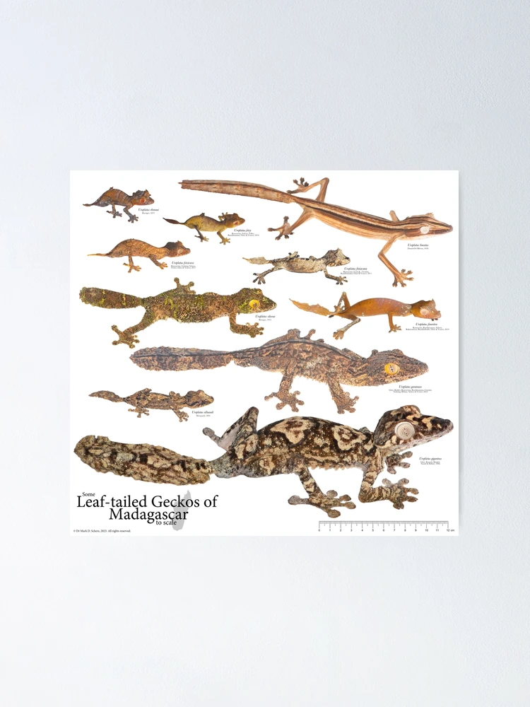 Some Leaf-Tailed Geckos of Madagascar to Scale, Version 1.1 | Poster