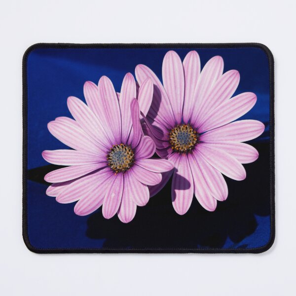 Item preview, Pink Osteospermum designed and sold by GingerMan2550.