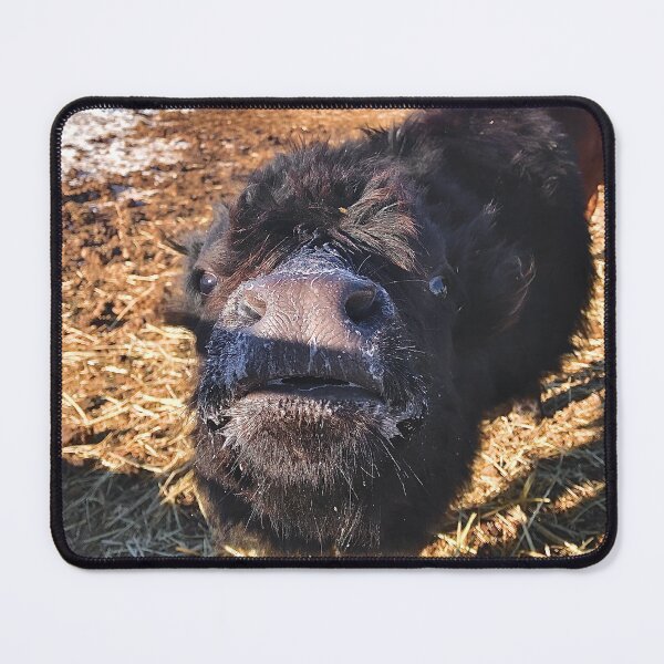 Item preview, Dexter calf face full of milk designed and sold by scleverfarm.