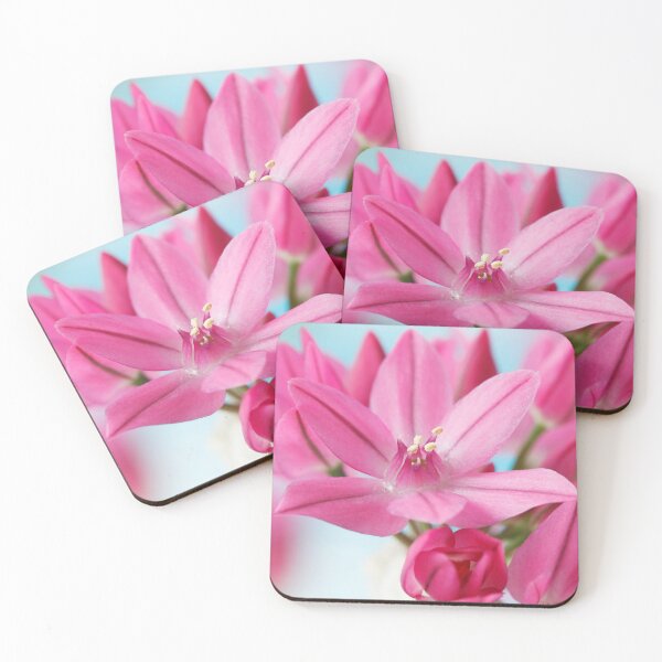 Item preview, Allium oreophilum  Mountain lover  Pink lily leek  allium ostrowskianum   designed and sold by Chris Burrows.