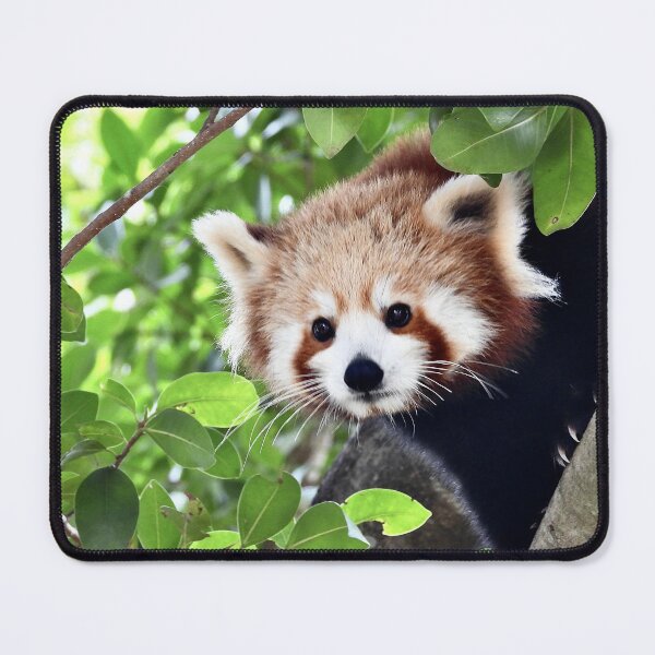 Item preview, Red Panda face designed and sold by Mark Grimsley.