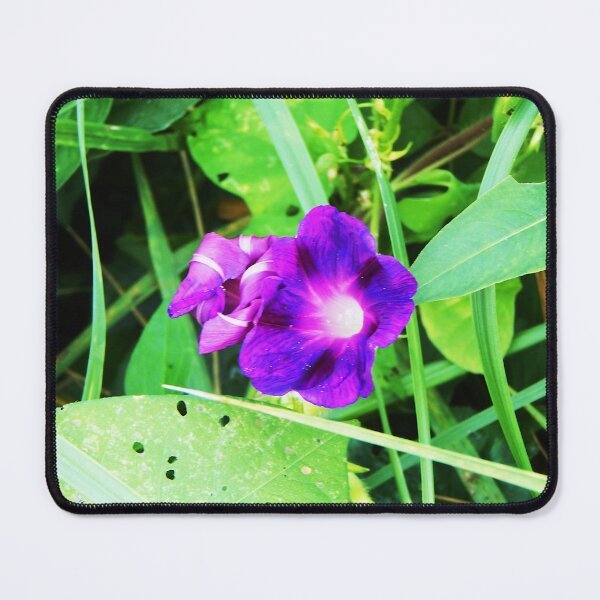 Item preview, Common Morning Glory designed and sold by gistinker.