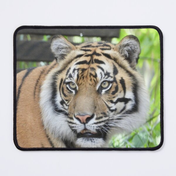 Item preview, Sumatran Tiger face at Zoo designed and sold by Mark Grimsley.