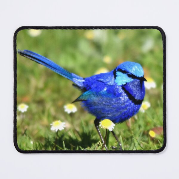 Item preview, Blue Wren Busselton, Western Australia September 2023 designed and sold by Rainbow Farm Photography.