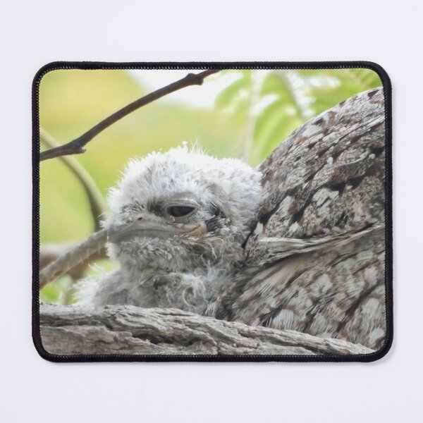Item preview, Young Tawny Frogmouth smile designed and sold by Mark Grimsley.