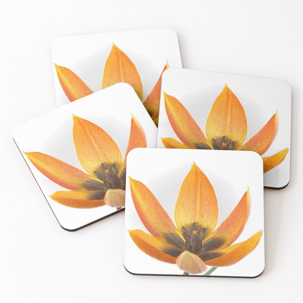 Item preview, Tulipa orphanidea Whittallii Group AGM Tulip Miscellaneous tulip group  Artistic filter applied to photo designed and sold by Chris Burrows.