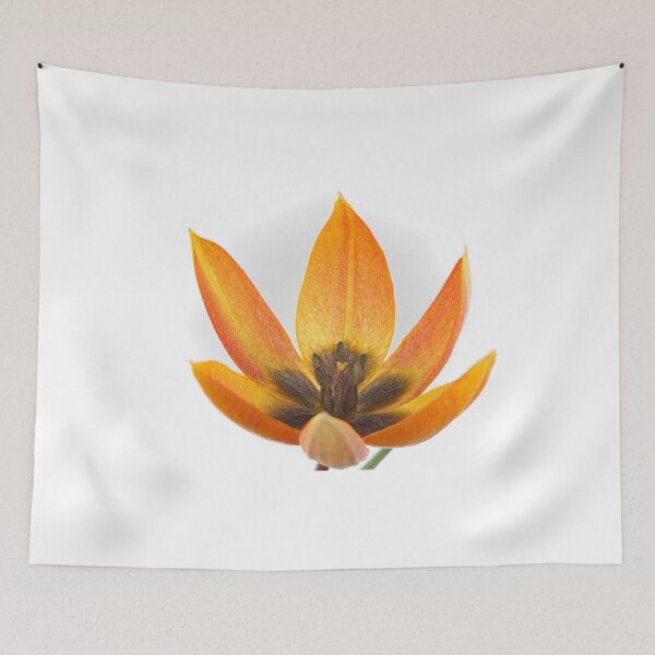 Item preview, Tulipa orphanidea Whittallii Group AGM Tulip Miscellaneous tulip group  Artistic filter applied to photo designed and sold by Chris Burrows.