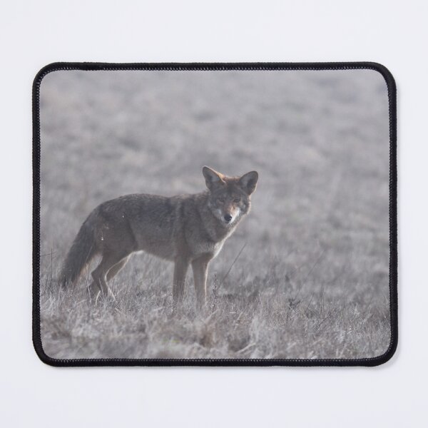 Item preview, A coyote in a field looking this way designed and sold by Jessica Weiss.