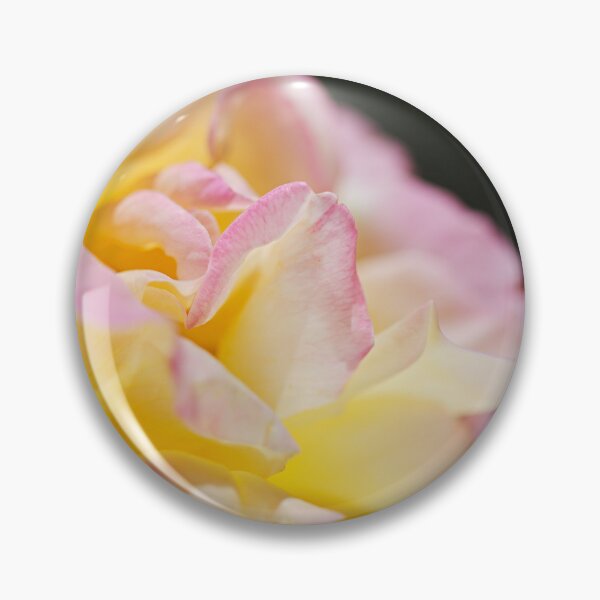 Item preview, Abraham Darby Variegated Rose Summer designed and sold by Joy Watson - Natural Light Photography .