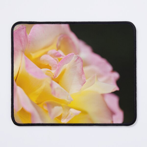 Item preview, Abraham Darby Variegated Rose Summer designed and sold by Joy Watson - Natural Light Photography .