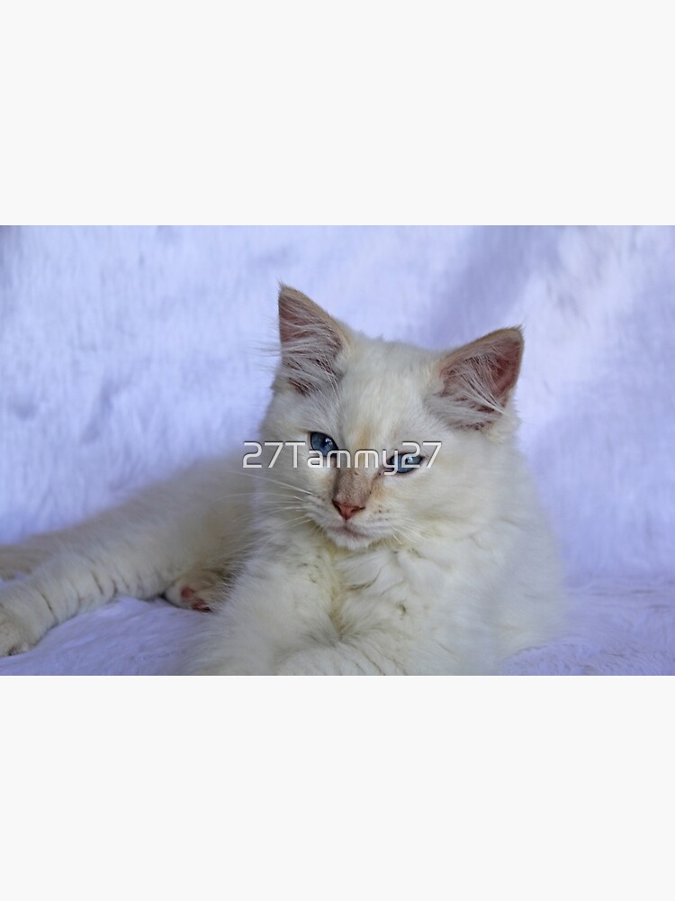 Red best sale ragdoll kitten