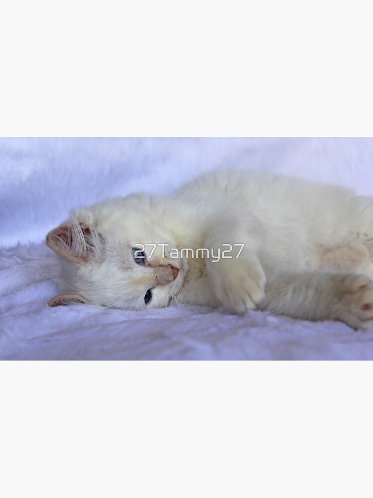 Red point best sale ragdoll kitten