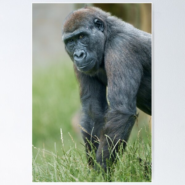 Item preview, Gorilla's Tranquil Meadow Portrait designed and sold by rawshutterbug.